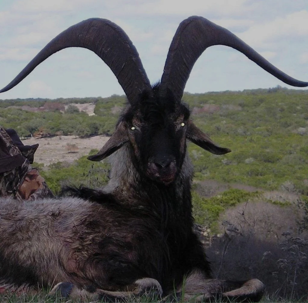 Evil lookin' goat.